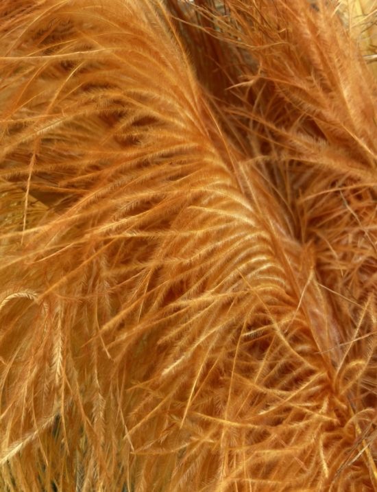 Ostrich Feather Plumes - Image 5