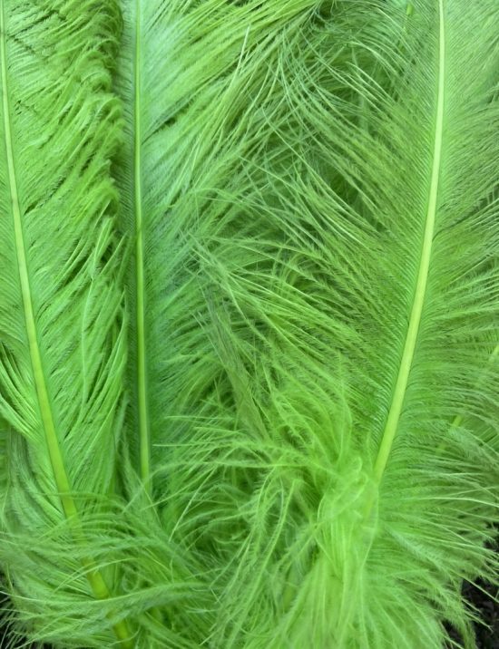Ostrich Feather Plumes - Image 2