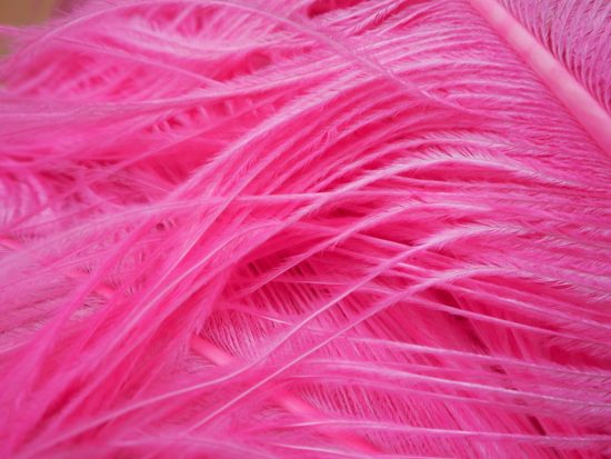 Ostrich Feather Plumes - Image 7