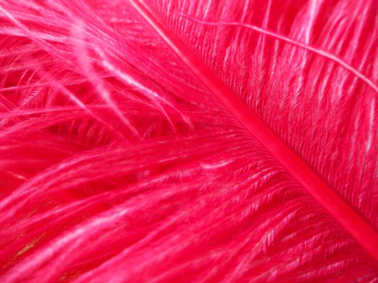 Ostrich Feather Plumes - Image 8
