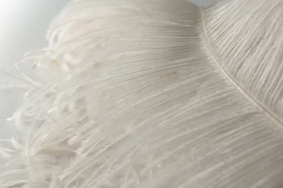 Ostrich Feather Plumes
